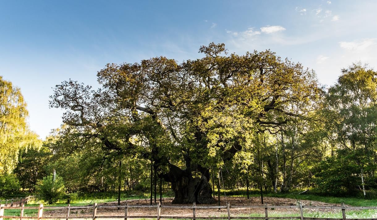 Sherwood Forest